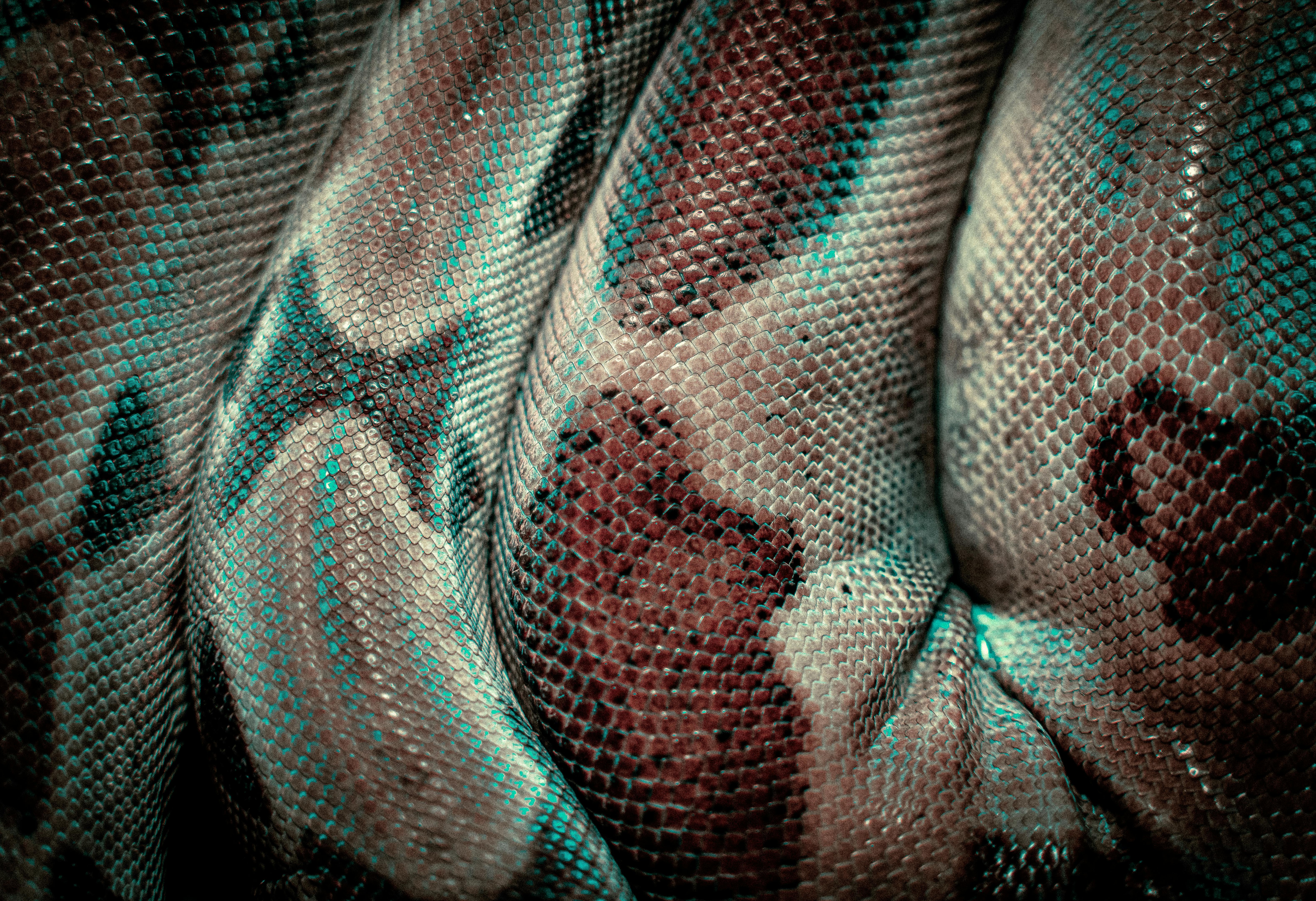 The snakes