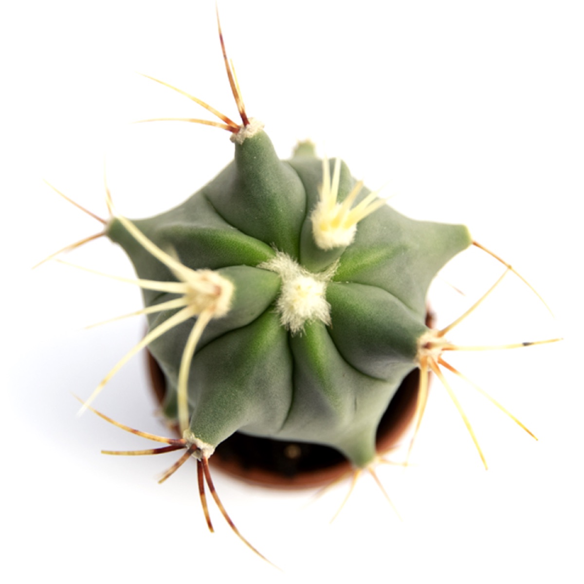 Acitron Barrel Cactus