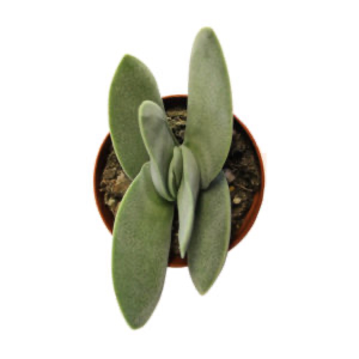 Airplane Plant