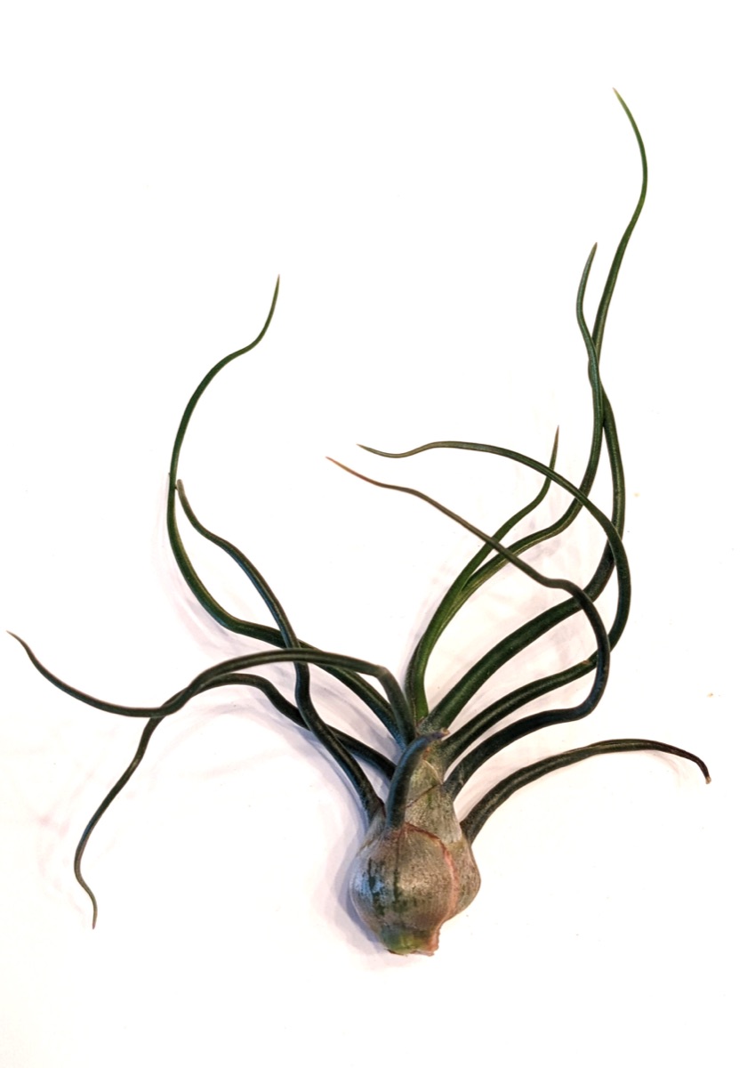 Bulbosa