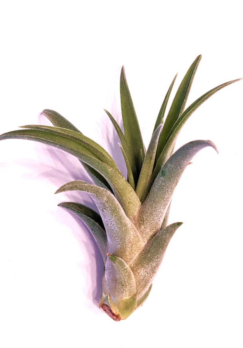 Capitata