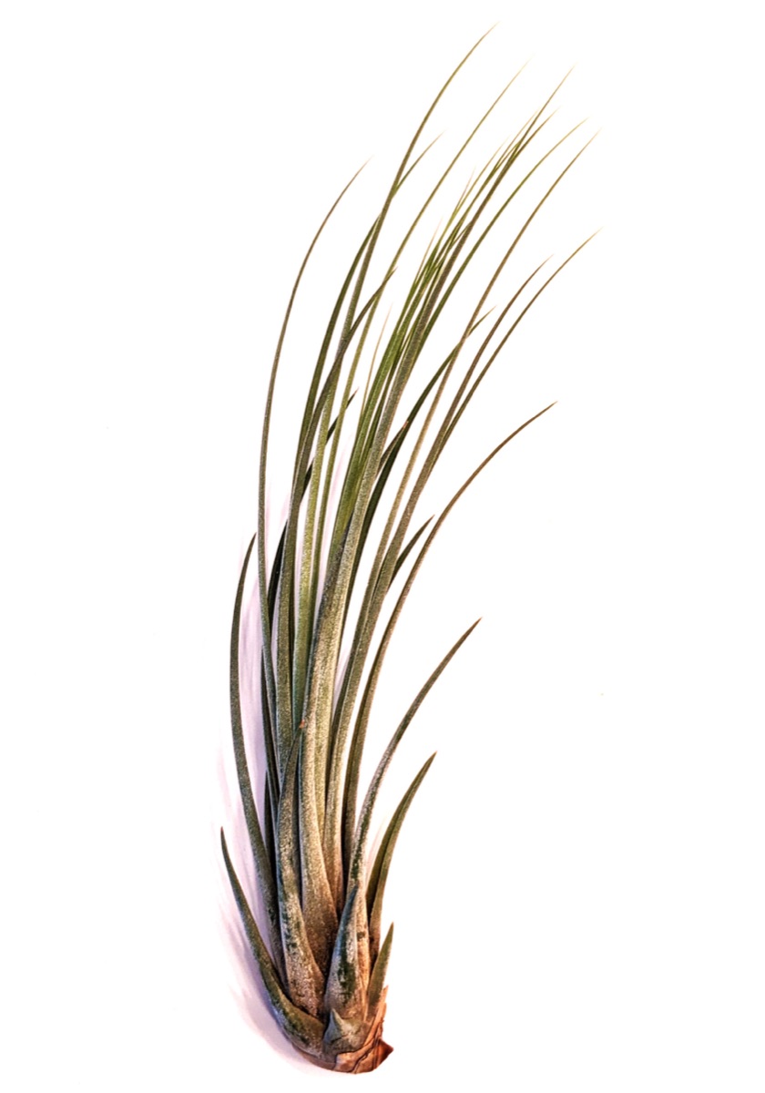 Juncea