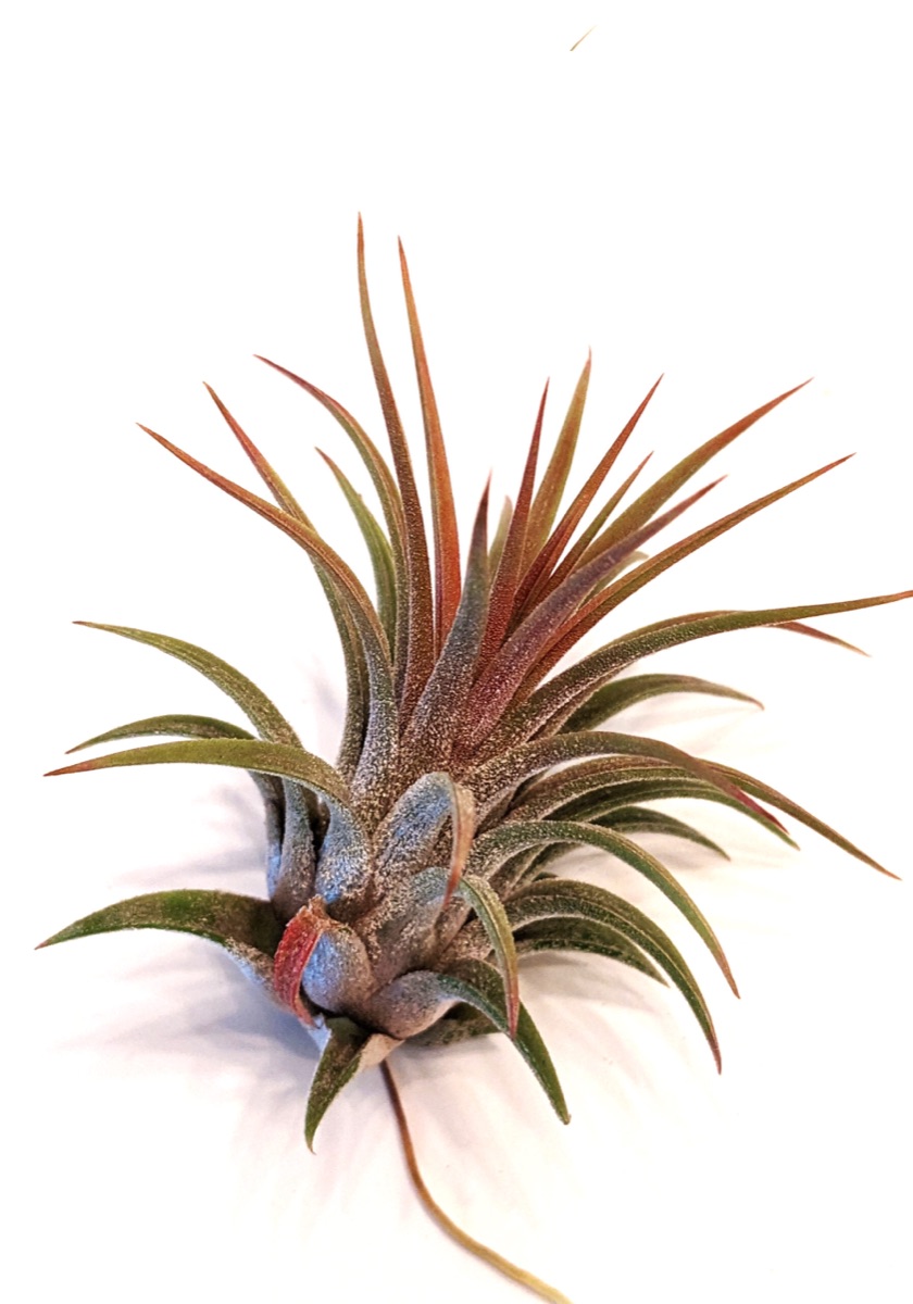 Rubra