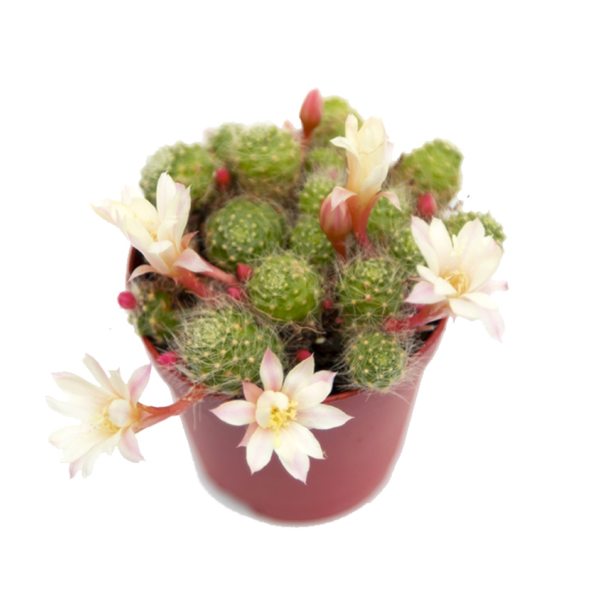 Albiflora