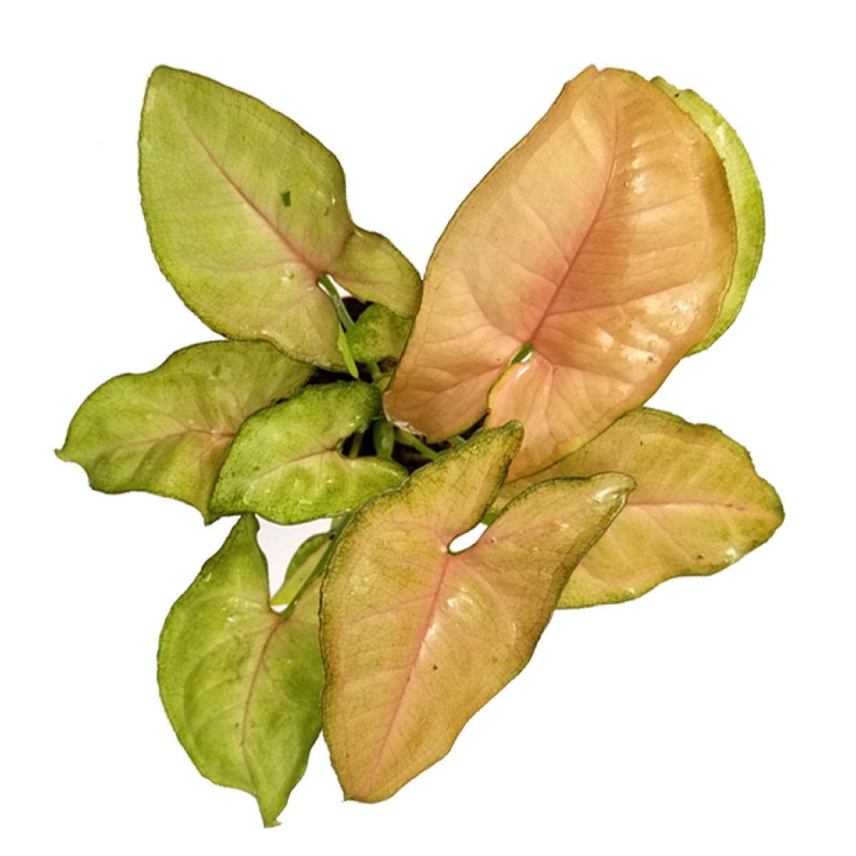 Arrowhead Vine