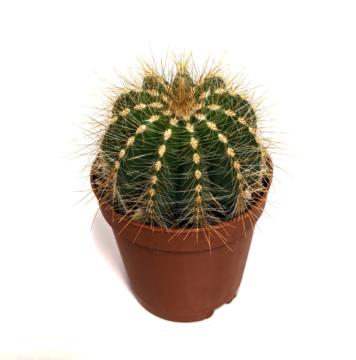 Balloon Cactus