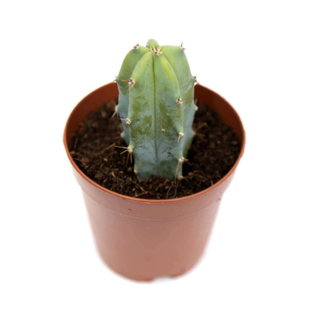 Bilberry Cactus