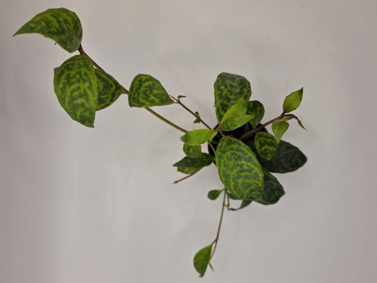 Black Pagoda Lipstick Plant