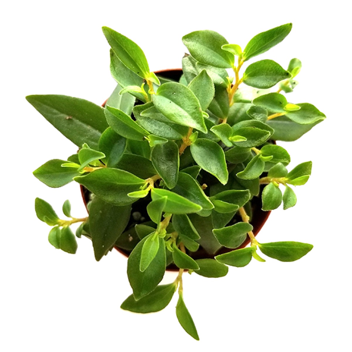 Bushy Peperomia