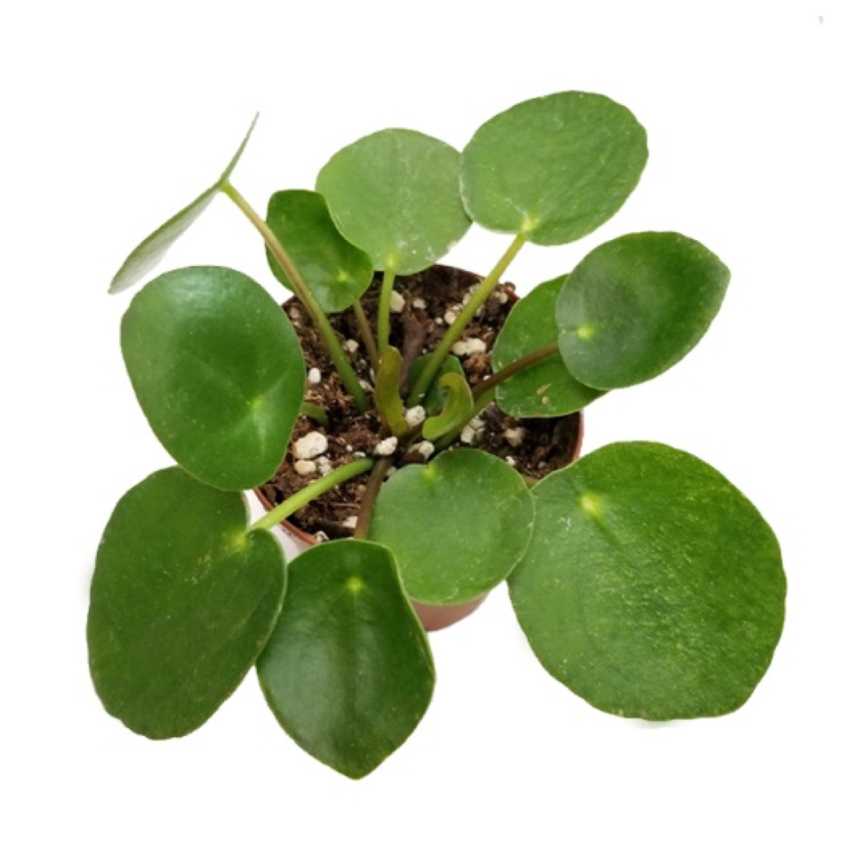 Chinese Money Plant