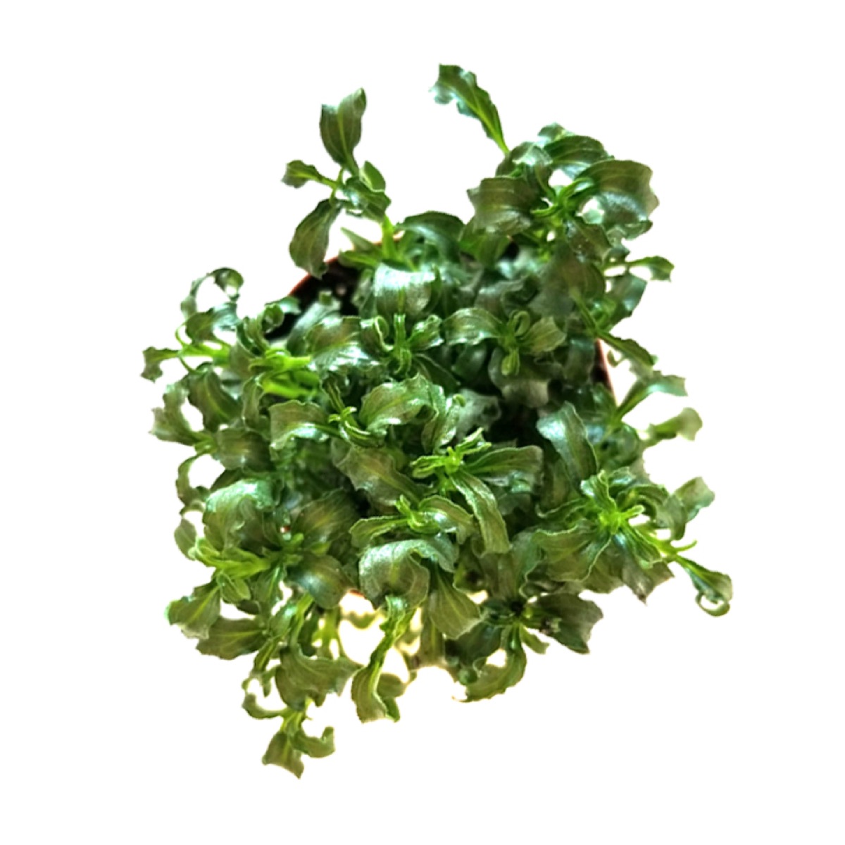 Christmas Tree Plant