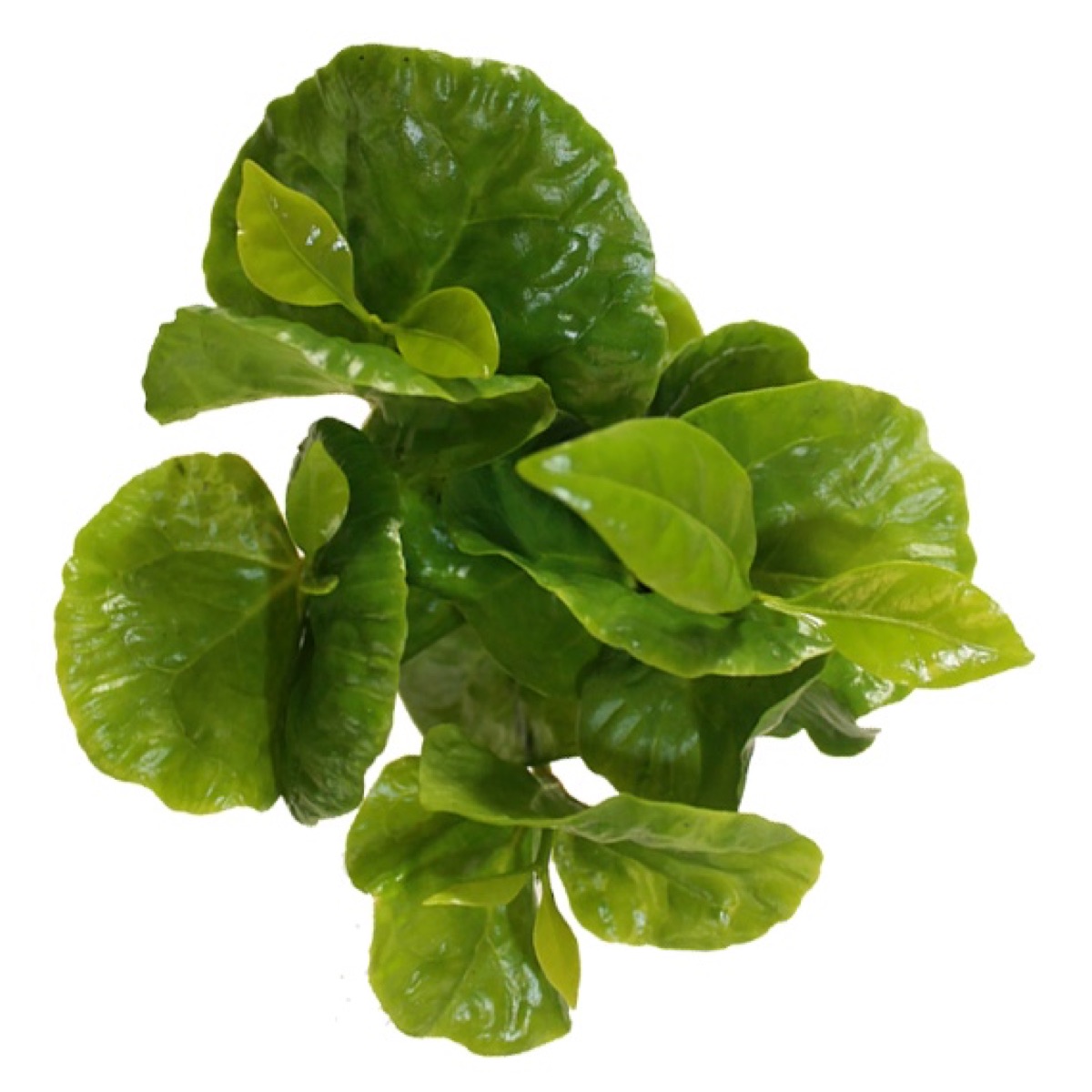 Coffee Plant