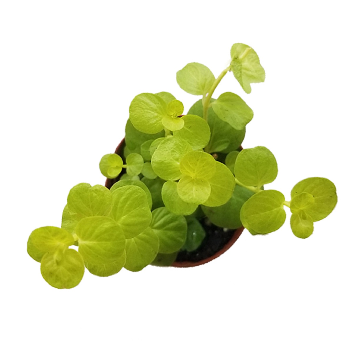 Creeping Jenny