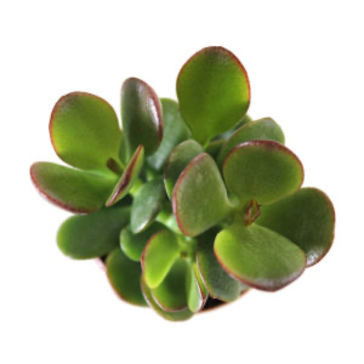 Crosby Jade