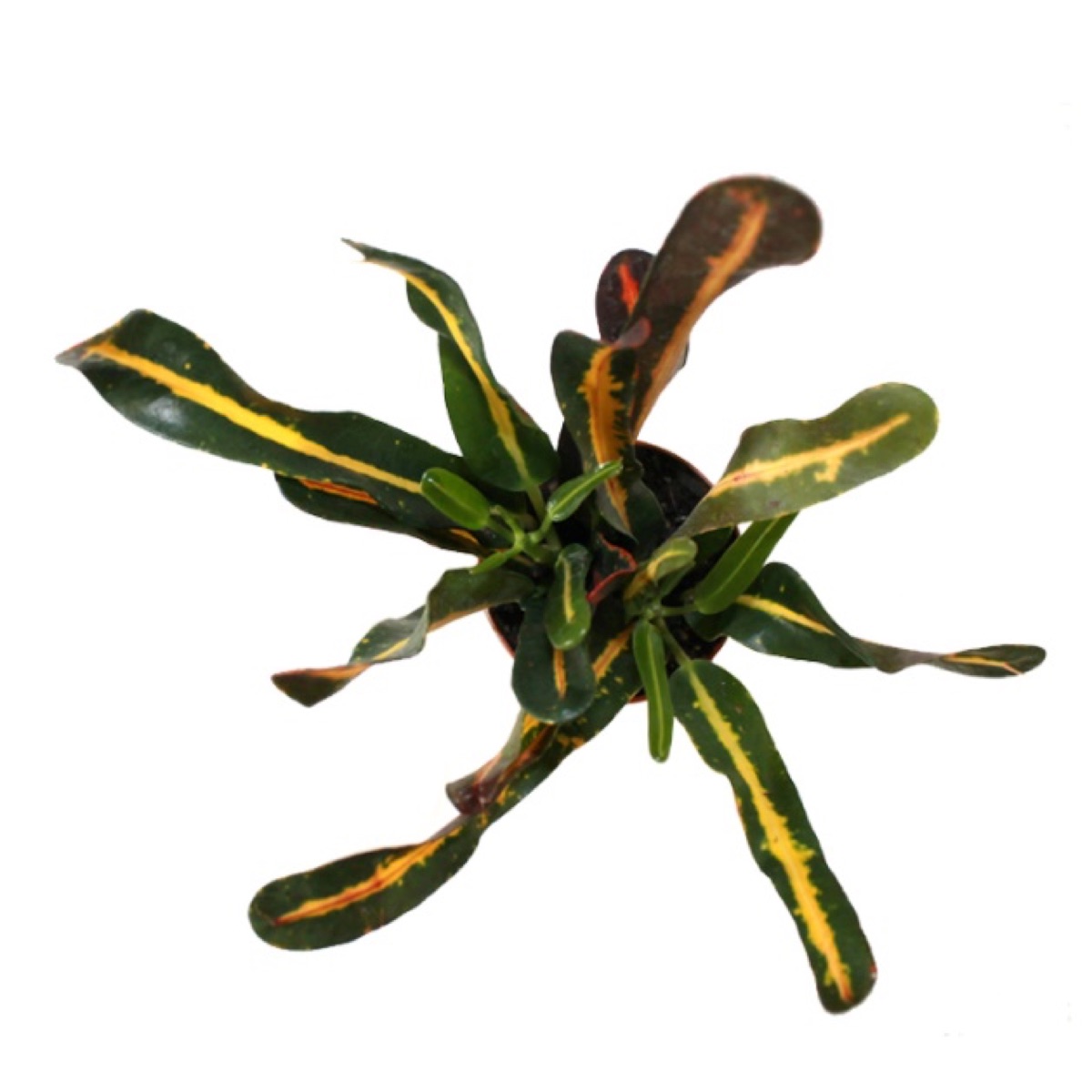 Croton