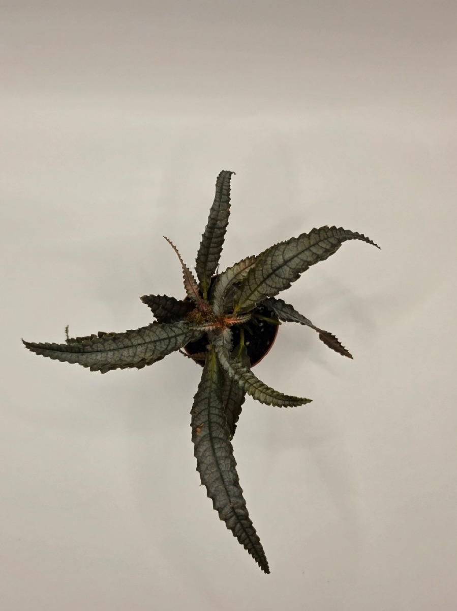 Dark Mystery Pilea