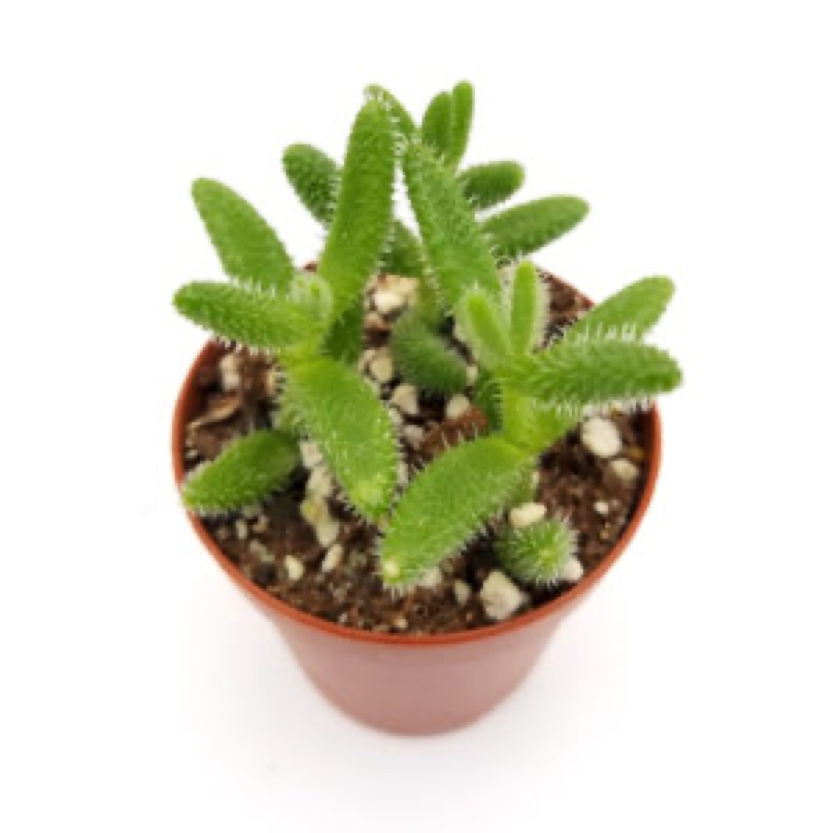 Delosperma Pickle Plant