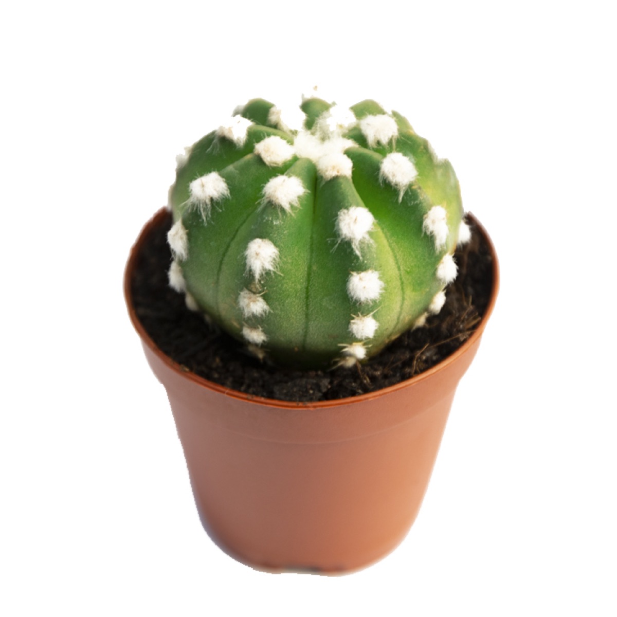 Domino Cactus