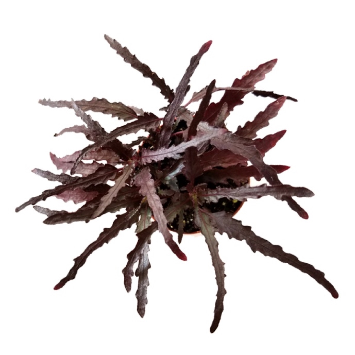 Dragon's Tongue