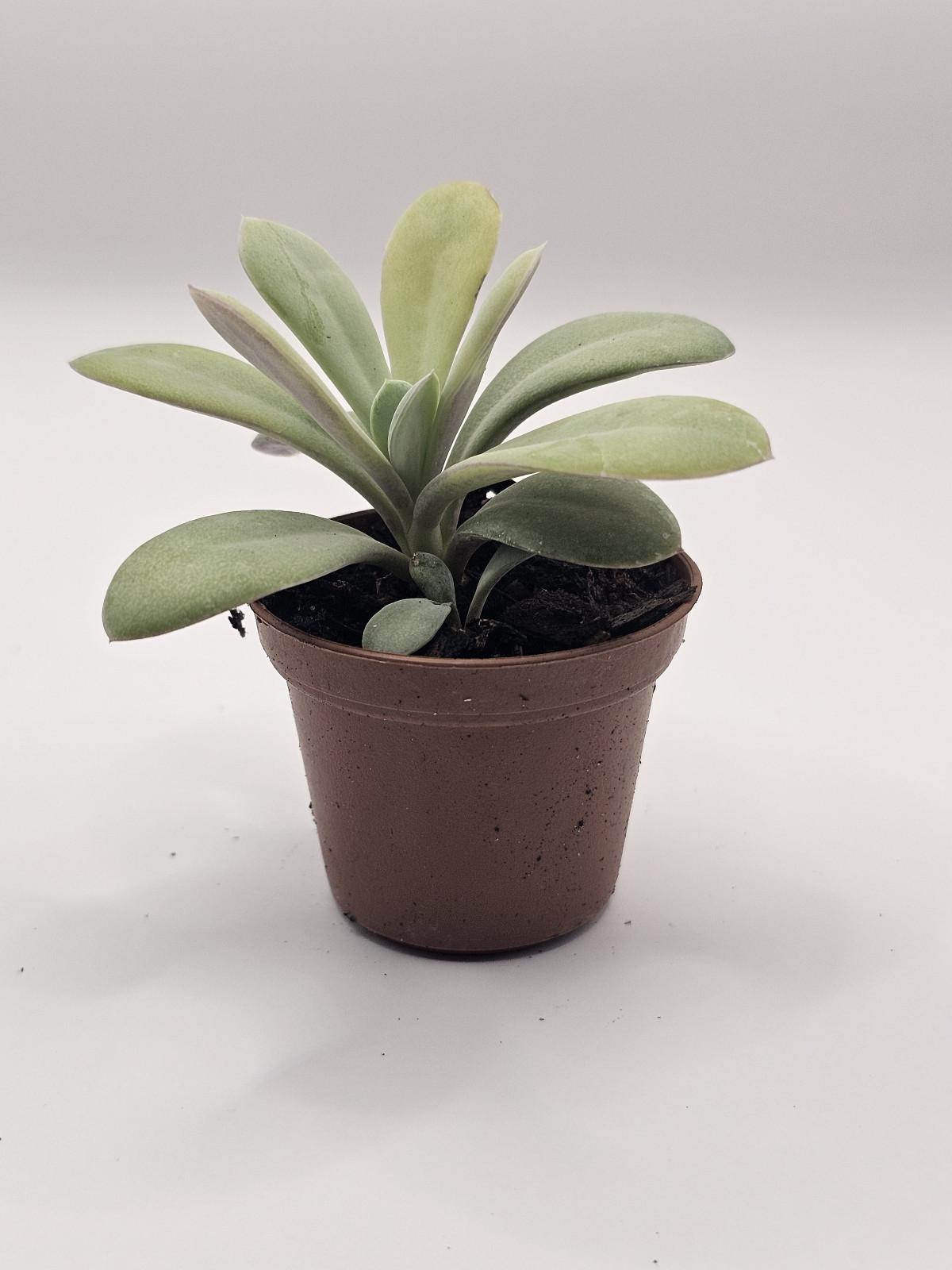 Echeveria Softie