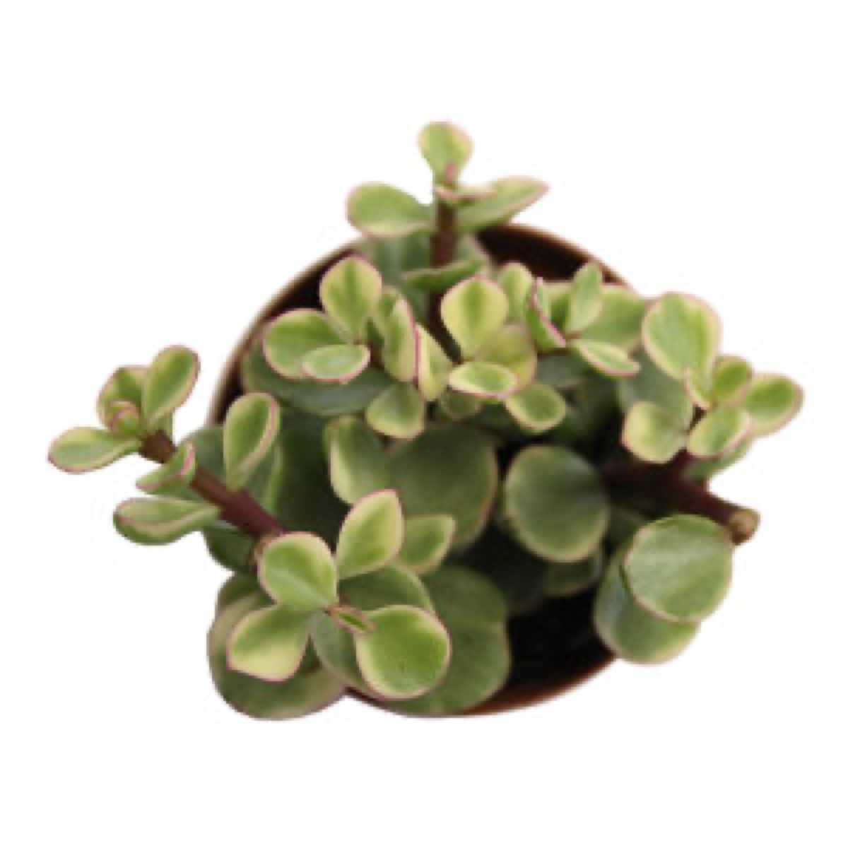 Elephant Bush