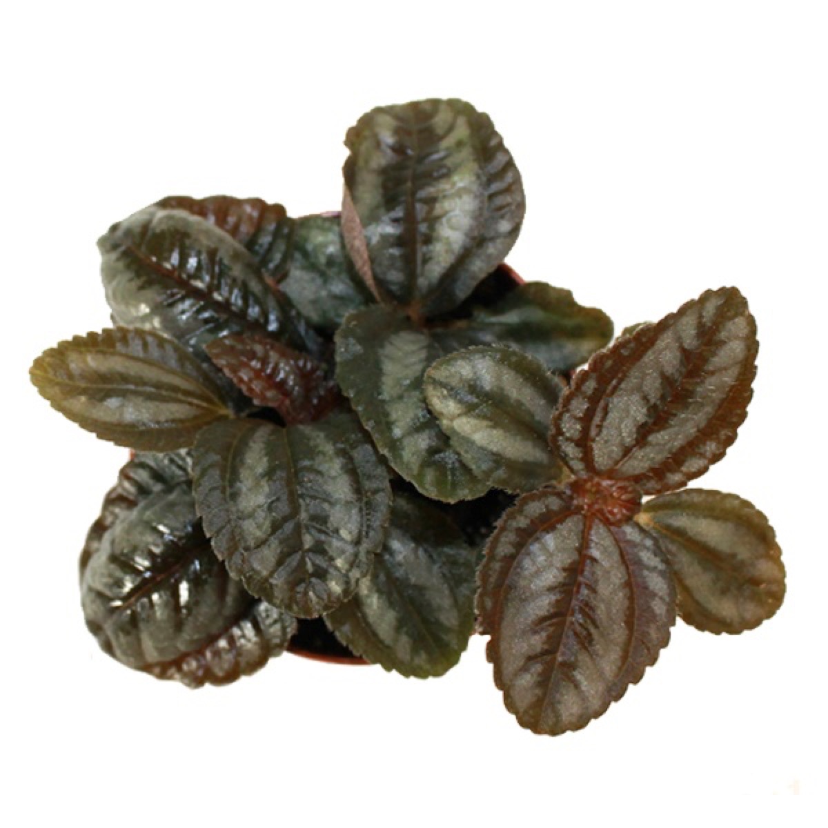 Friendship Pilea
