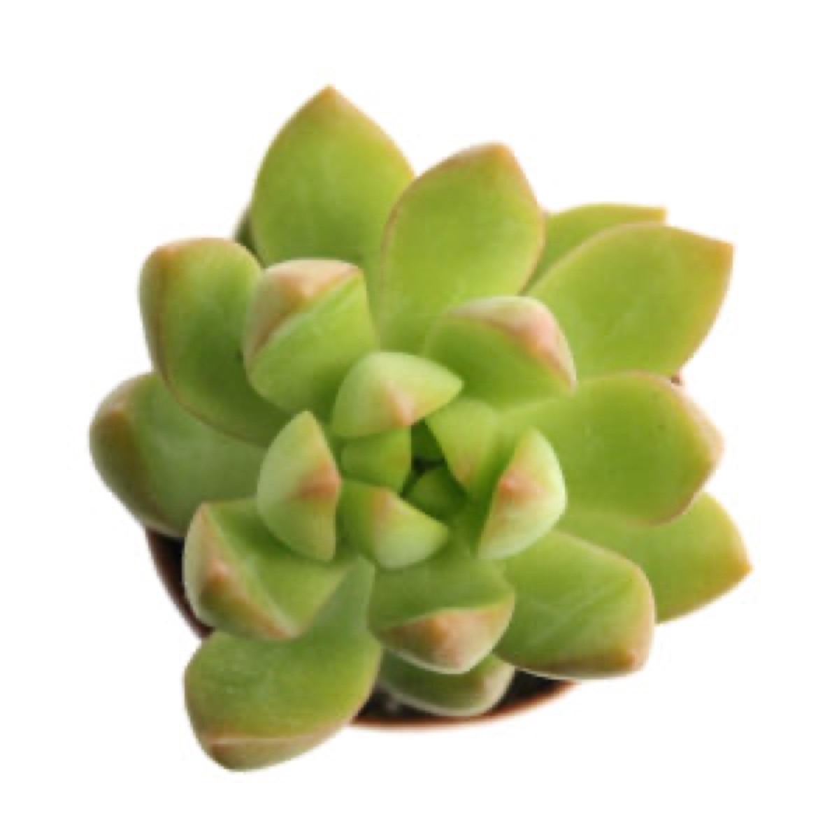 Golden Sedum