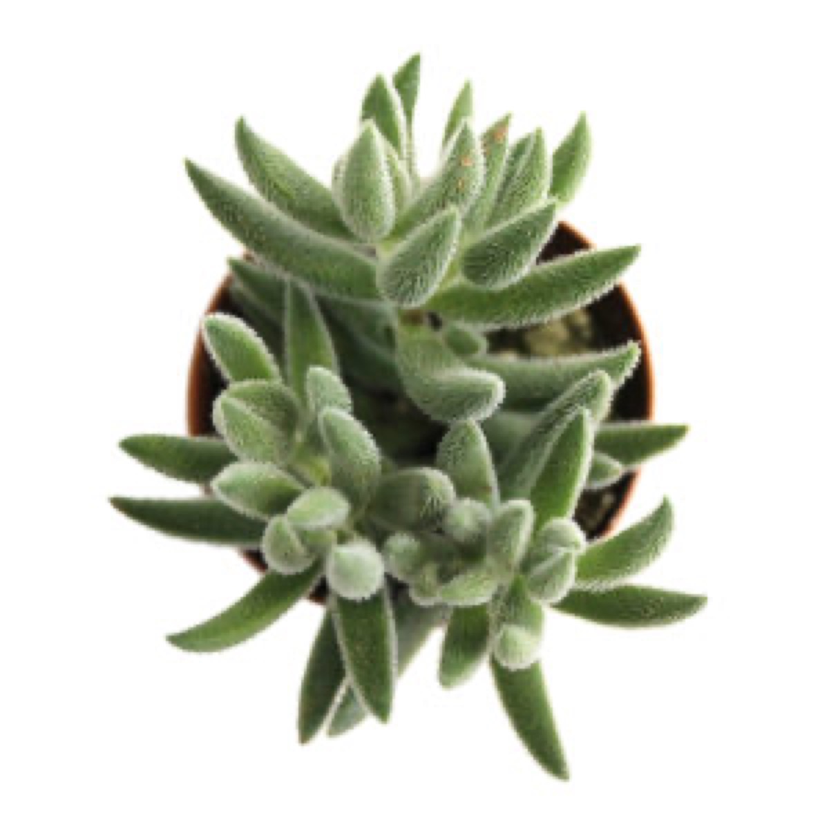 Hairy Crassula