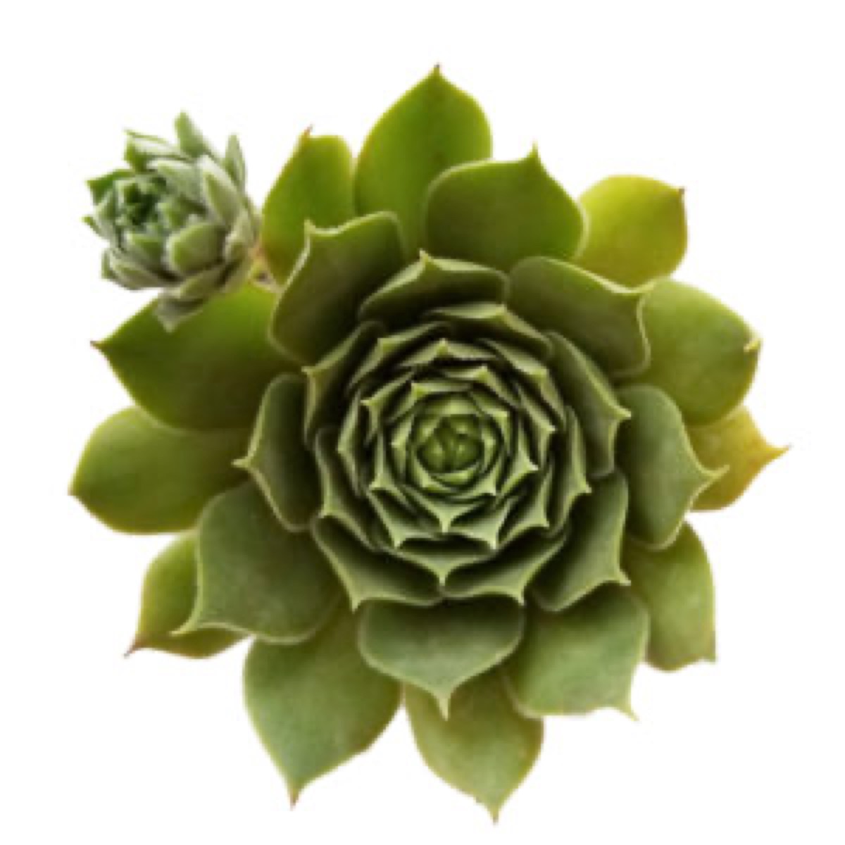 Hen and Chicks