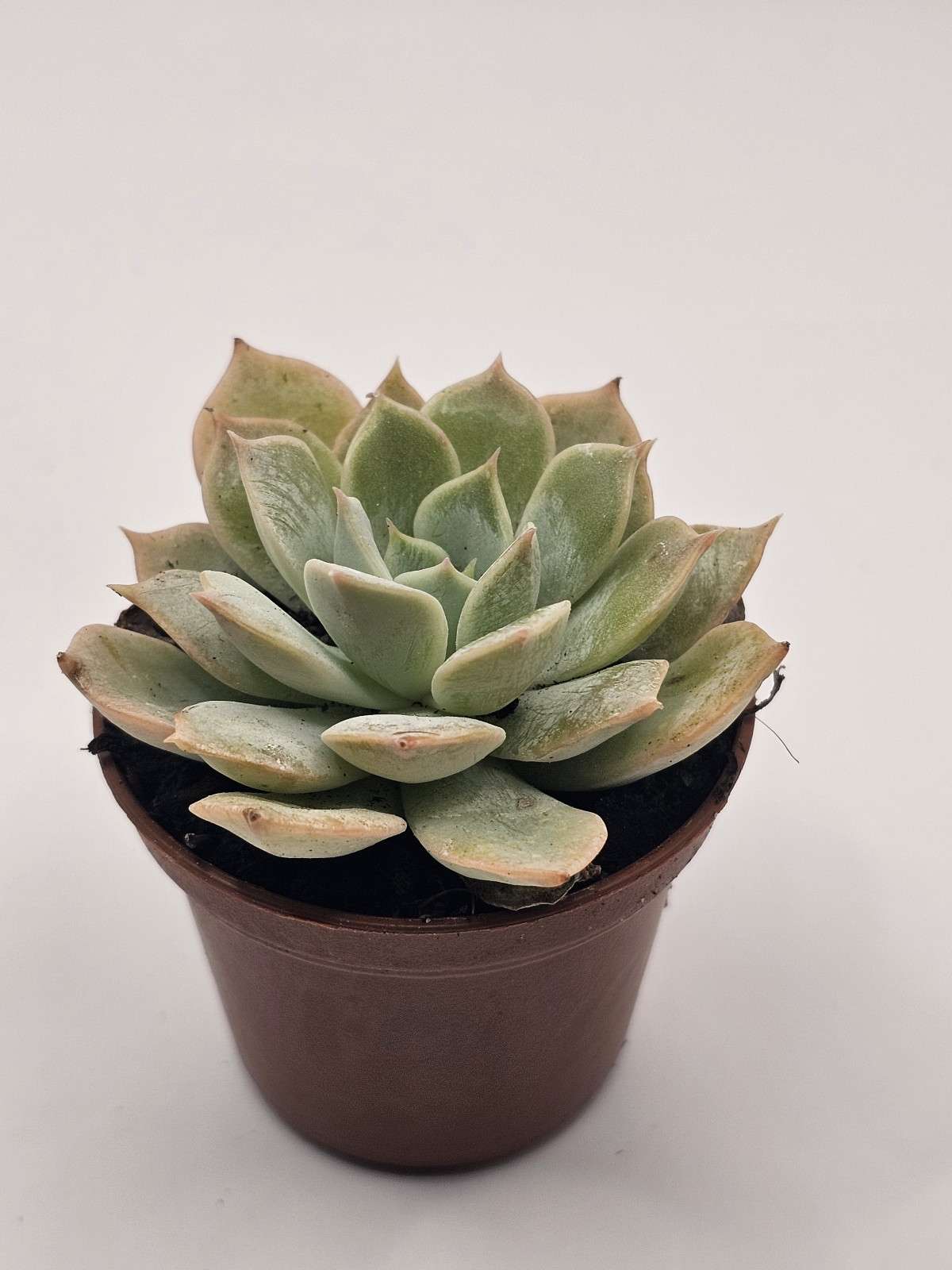 Hens & Chicks