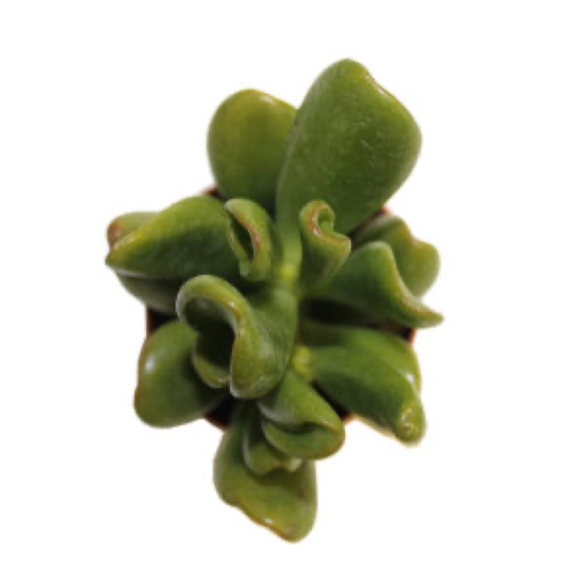 Hobbit Jade