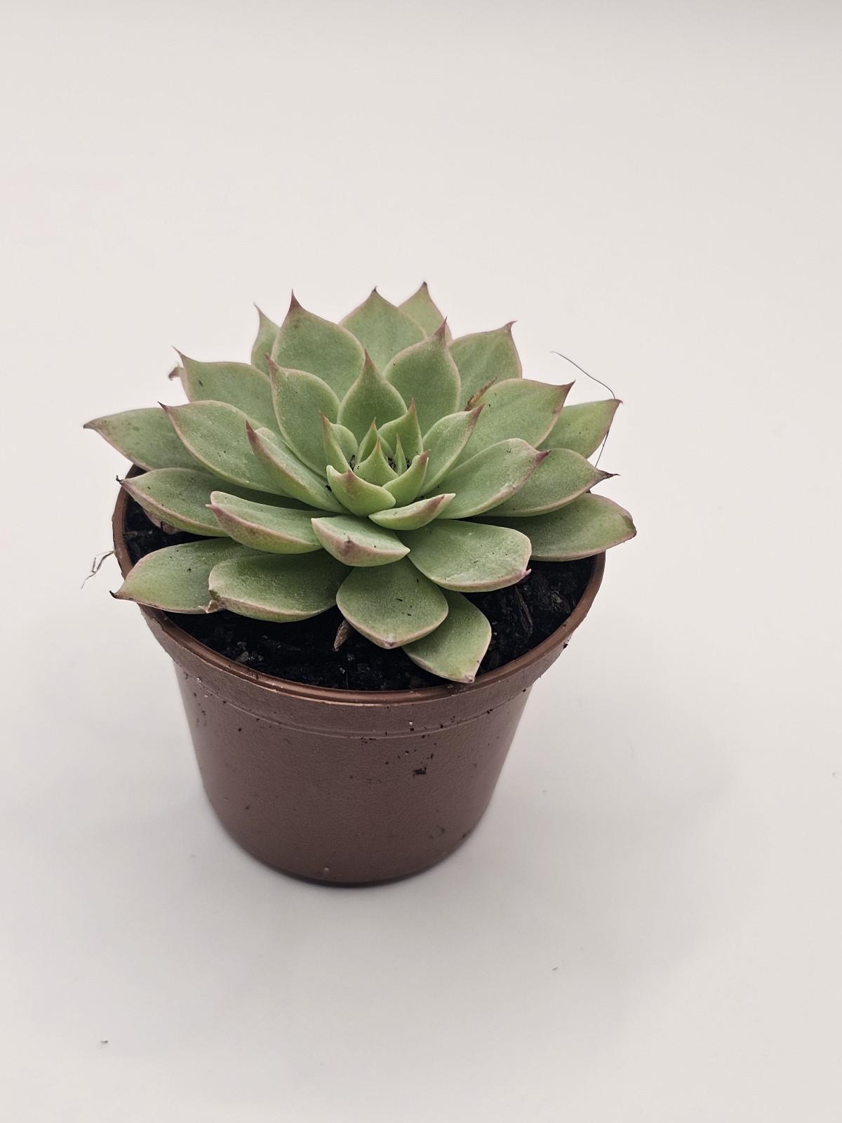 Jade Buddy