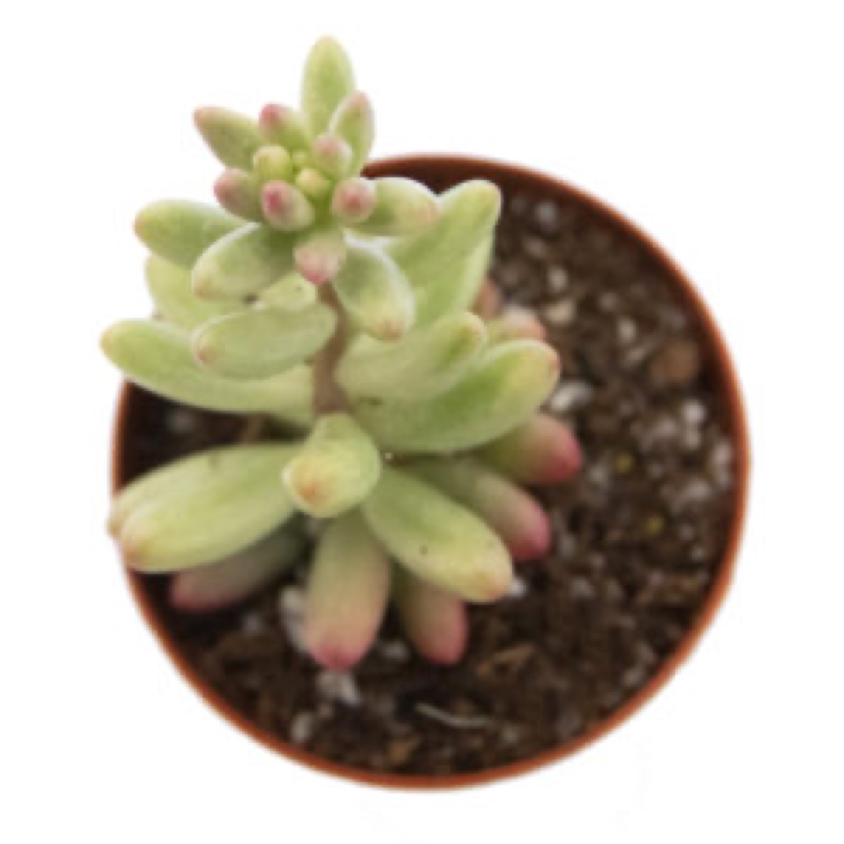 Jellybean Plant