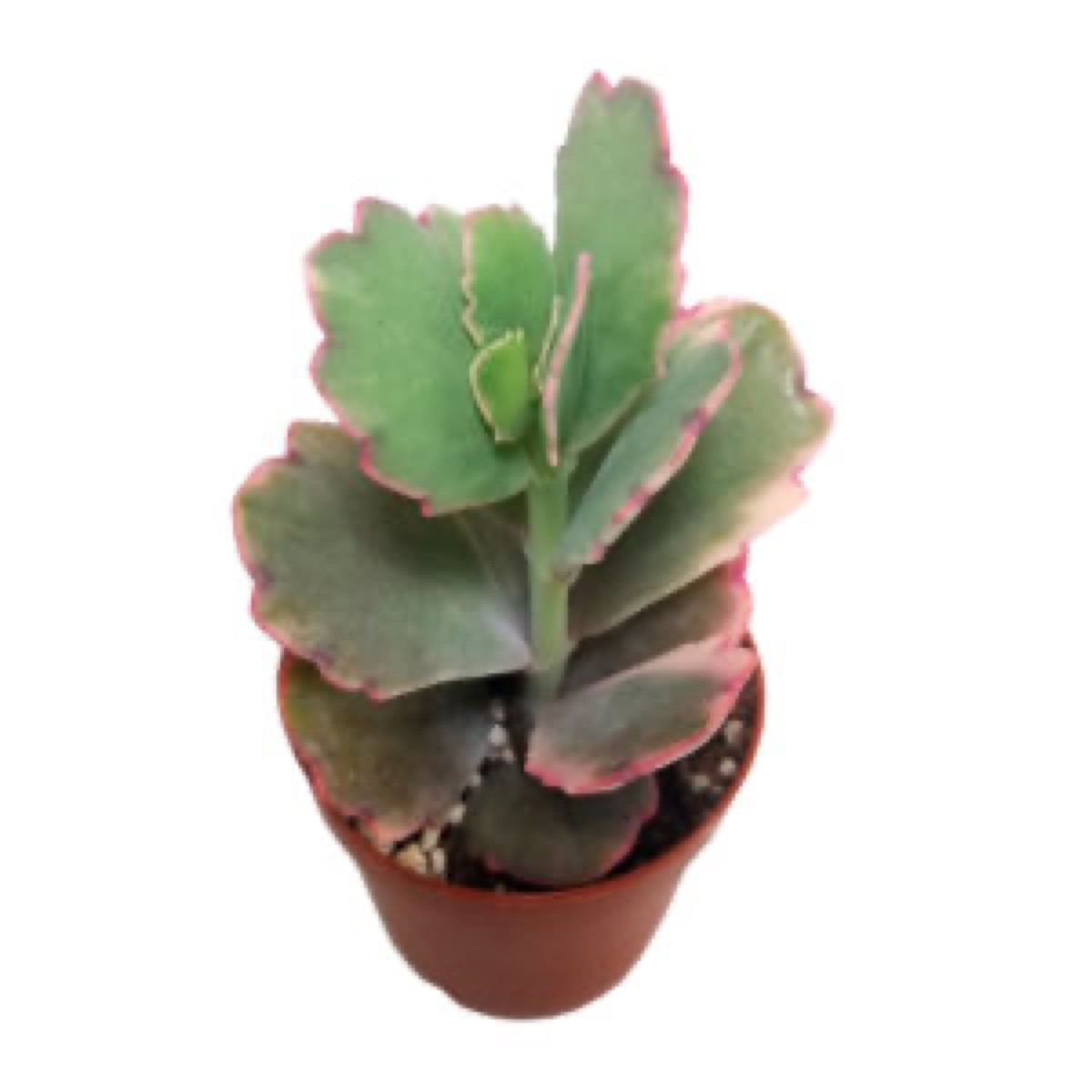 Kalanchoe Tricolor