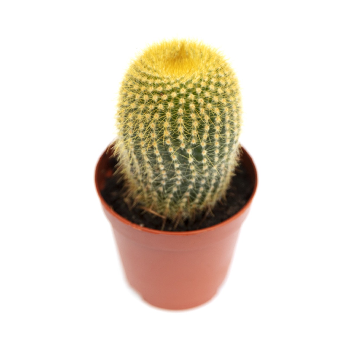 Lemon Ball Cactus