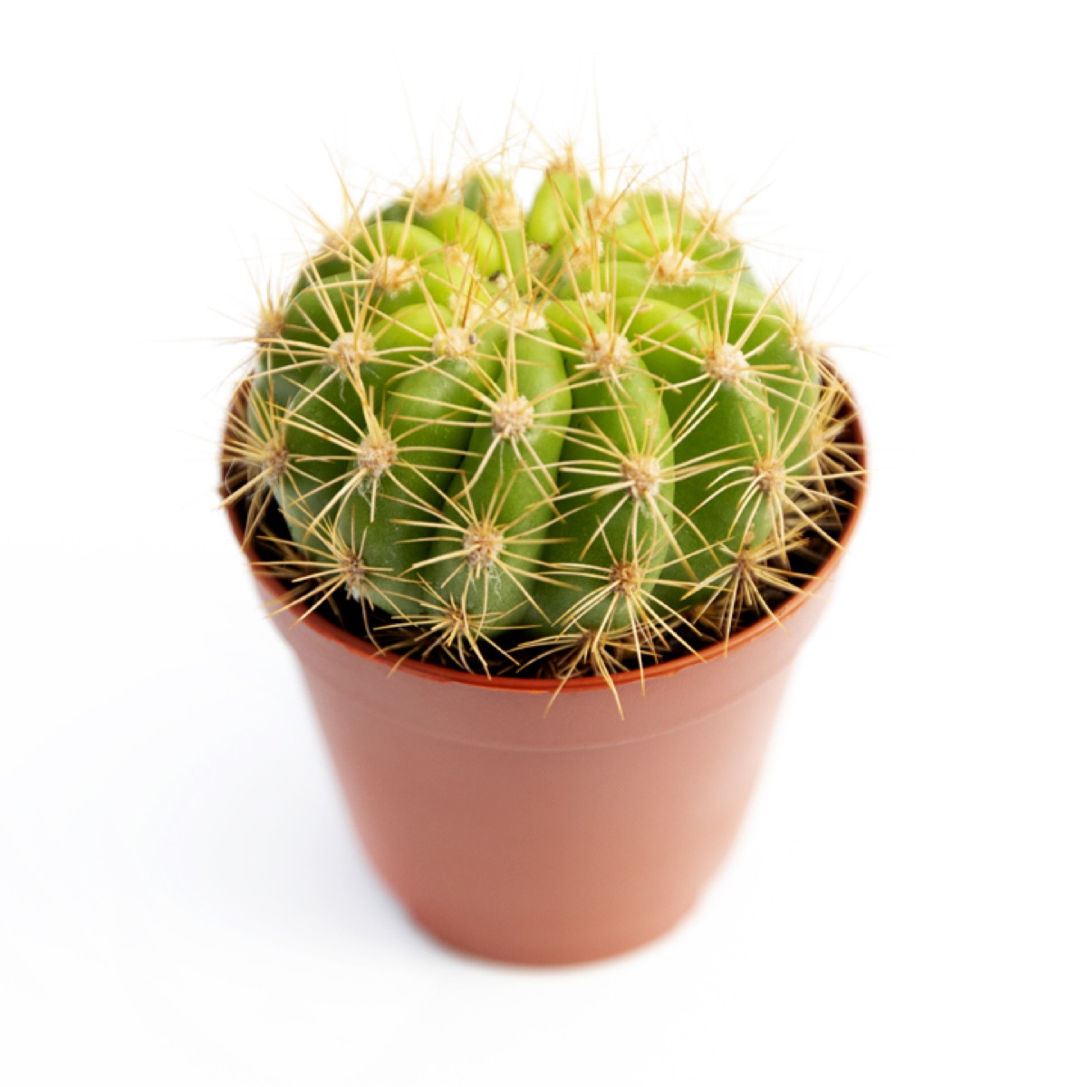 Lemon Barrel Cactus