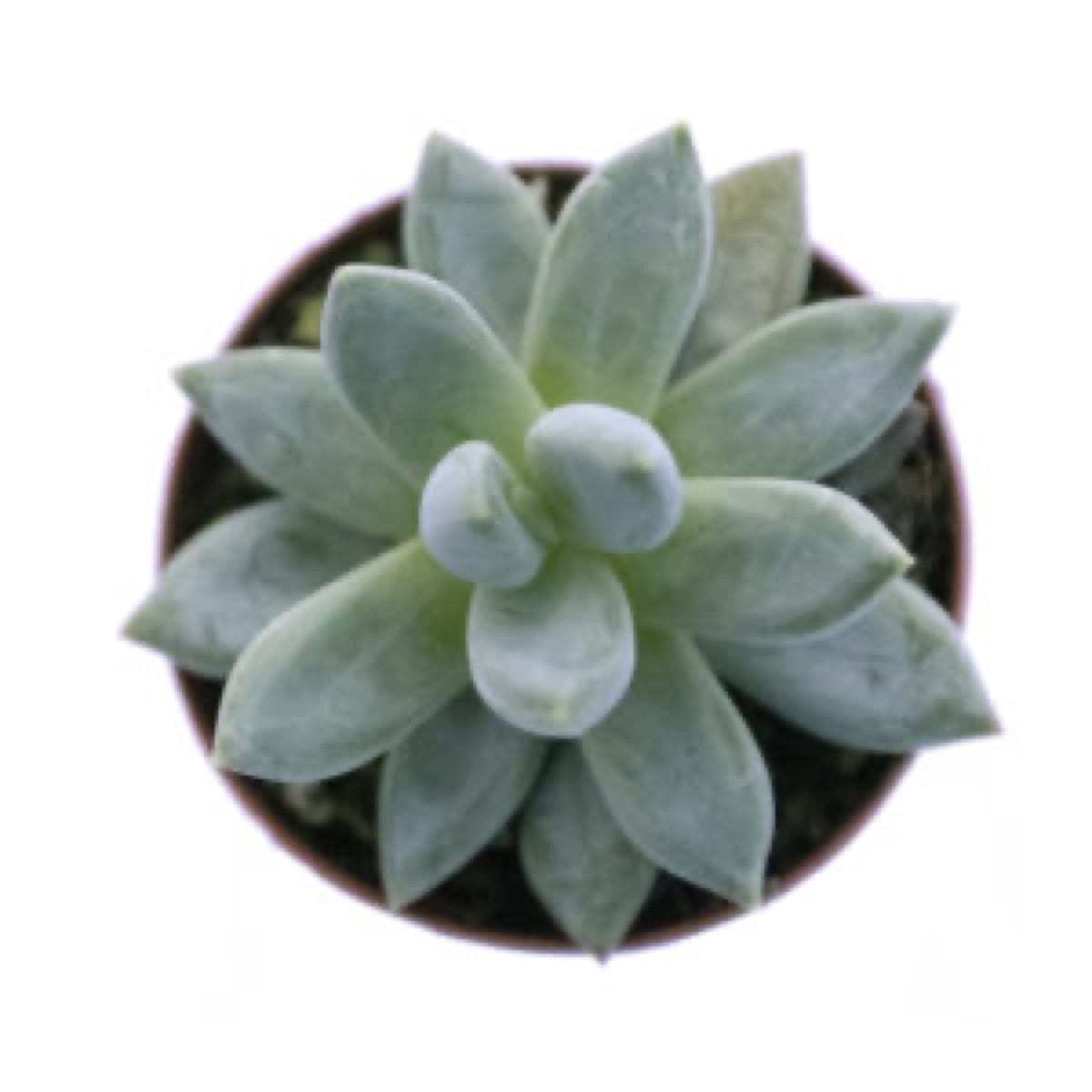 Little Jewel
