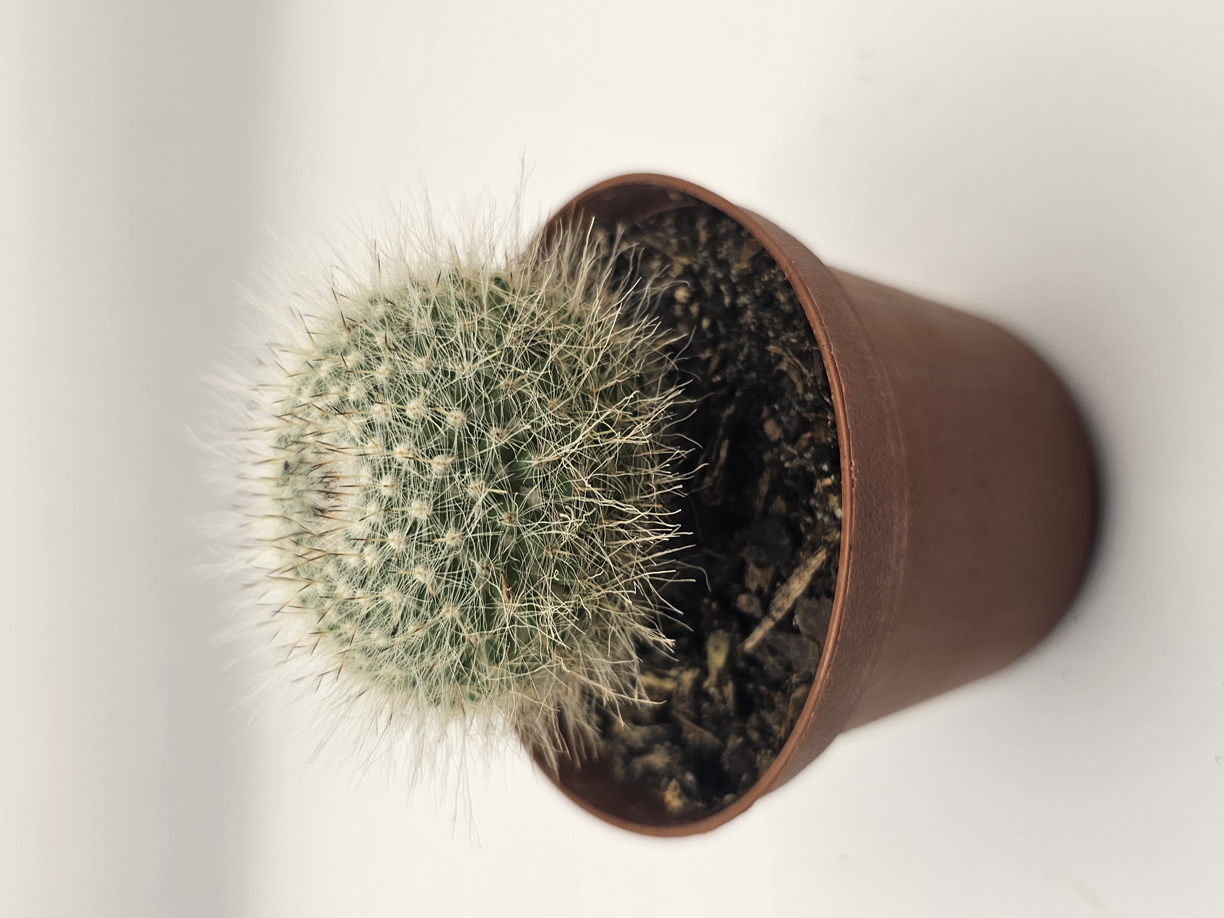 Moon Cactus