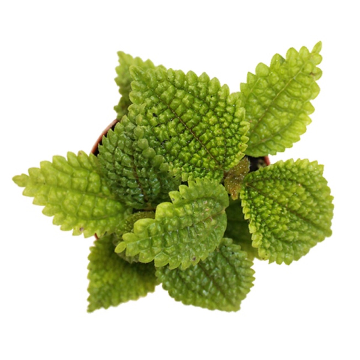 Moon Valley Pilea