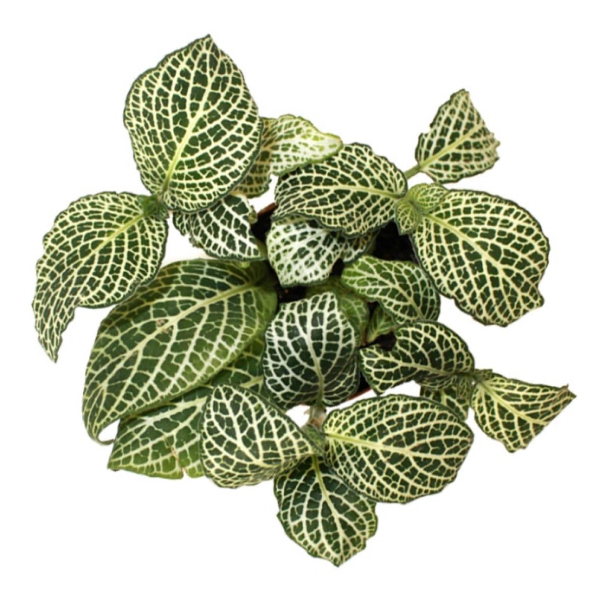 Nerve Plant