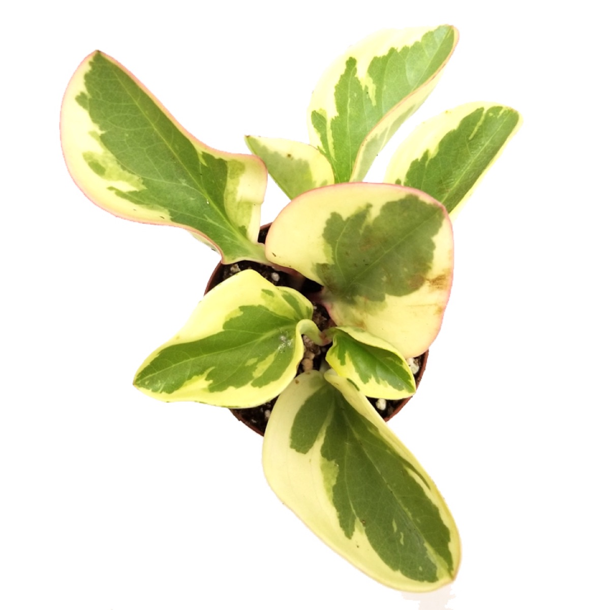 Optipan Peperomia