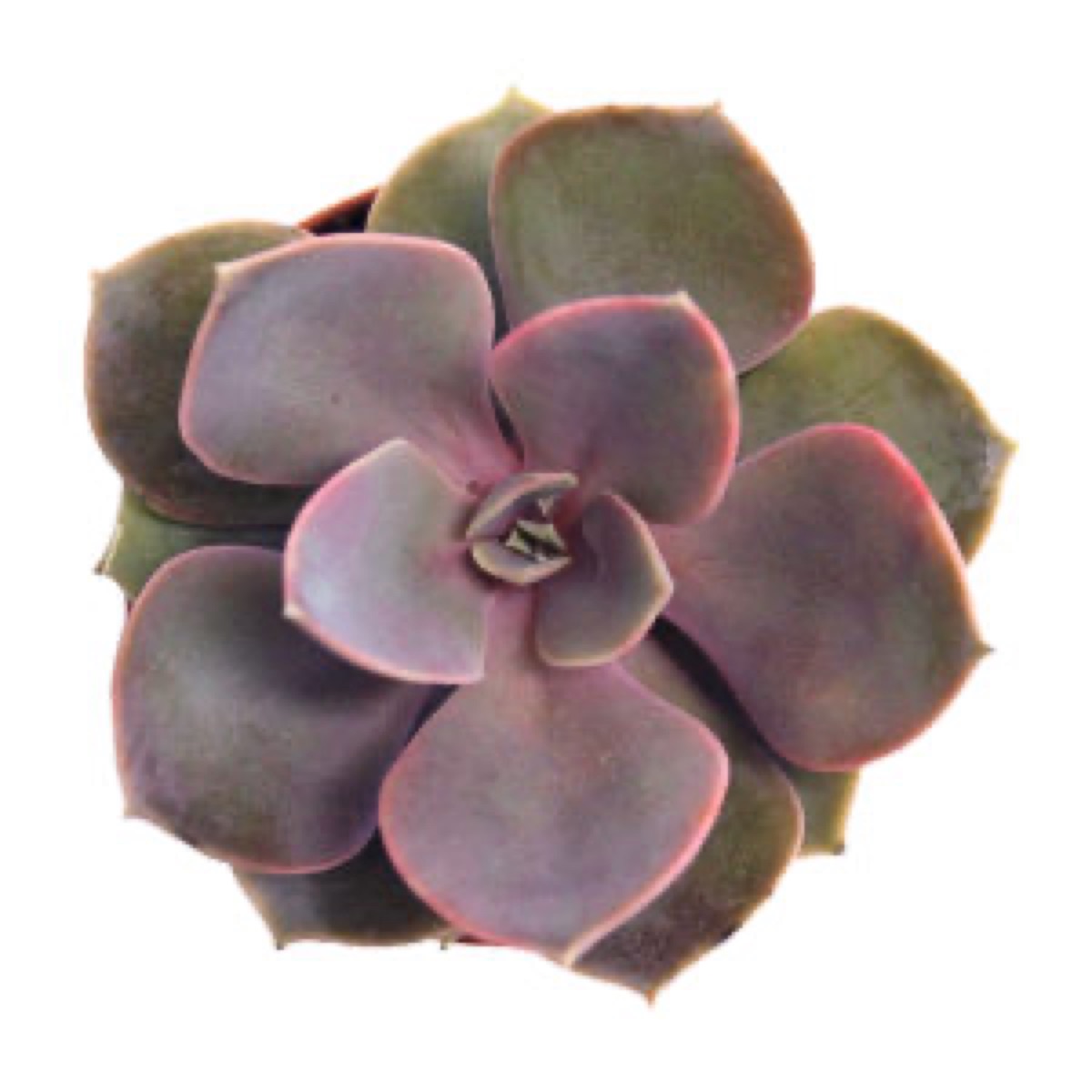Perle von Nurnberg