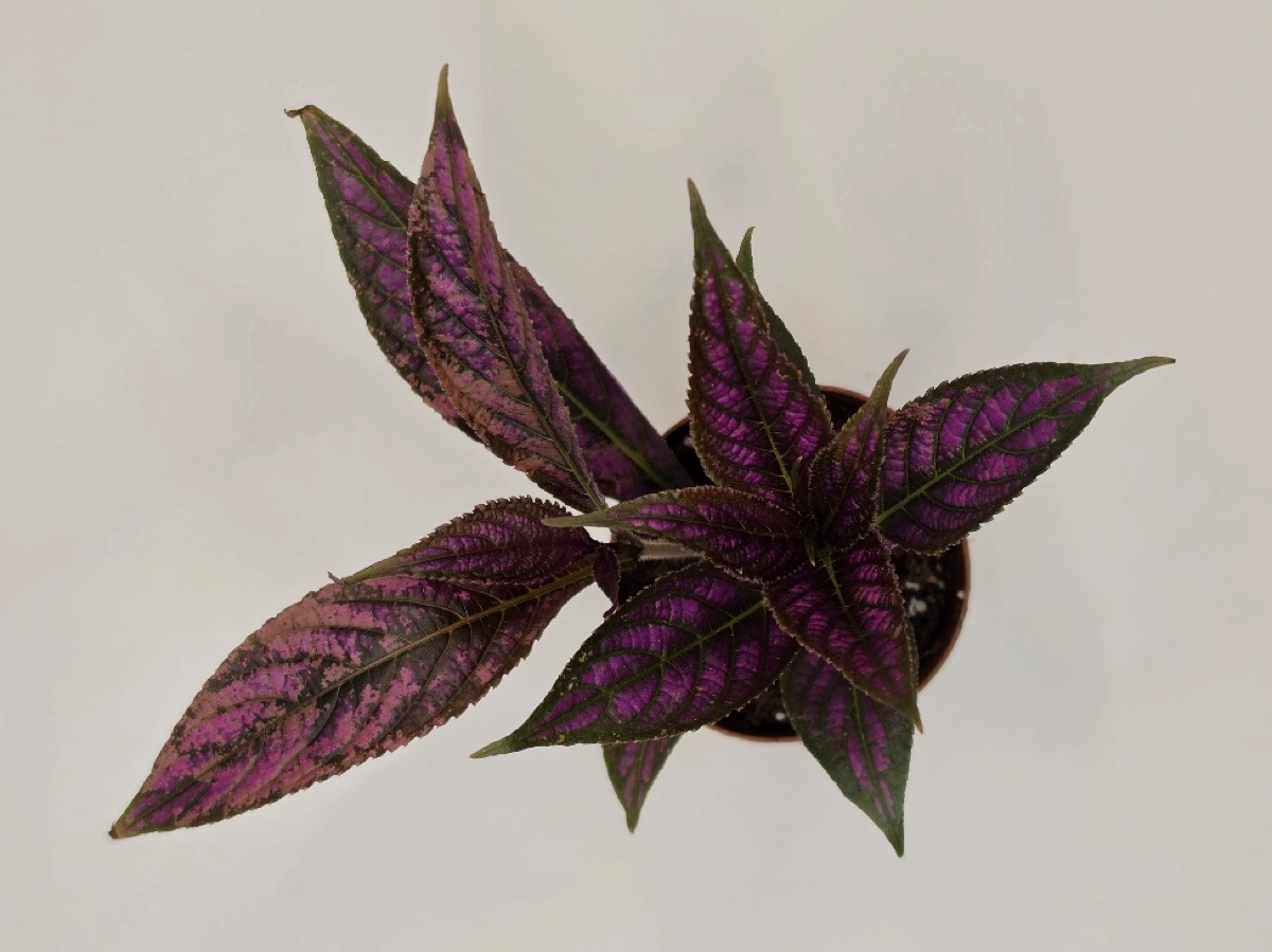 Persian Shield