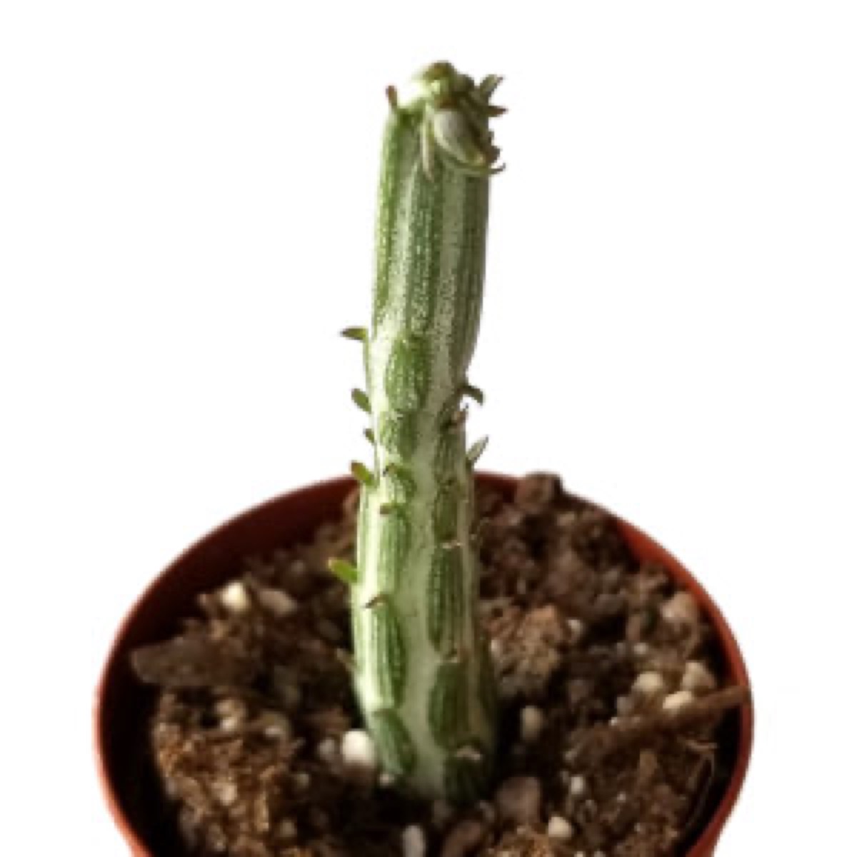 Pickle Plant