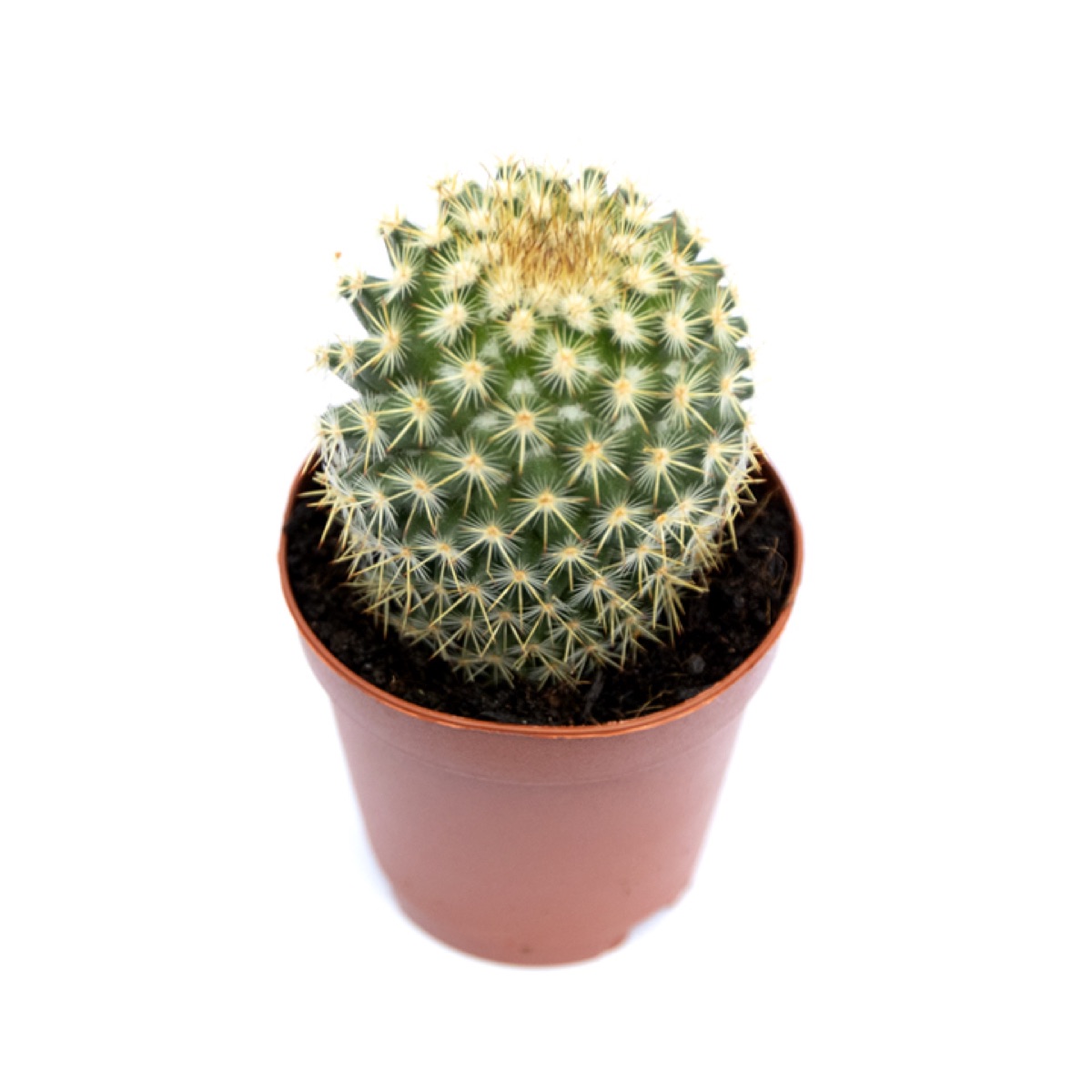 Pincushion Cactus