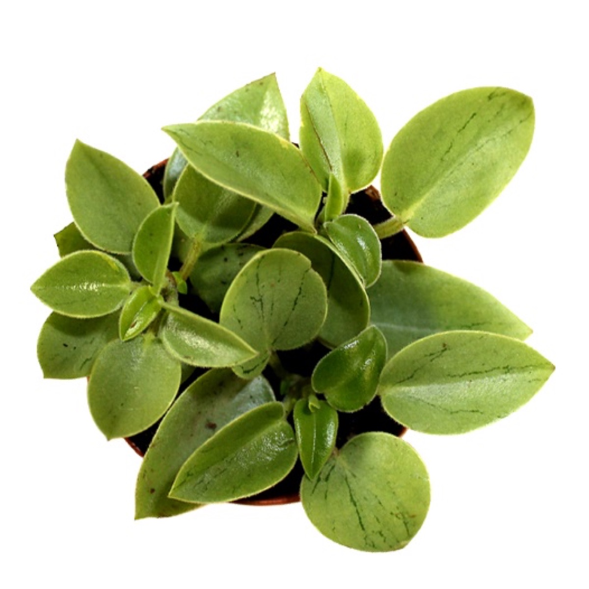 Pixie Pepperomia