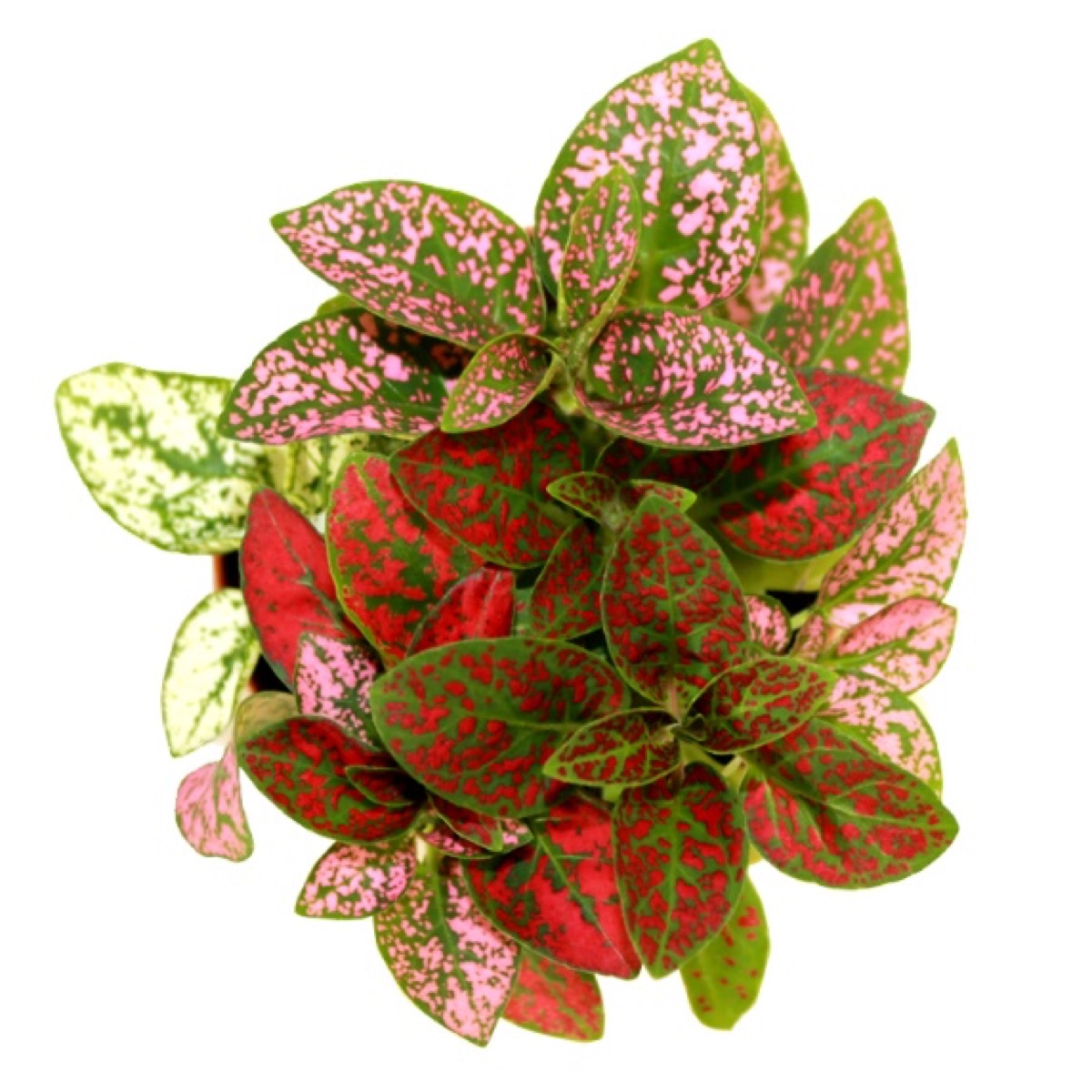 Polka Dot Plant