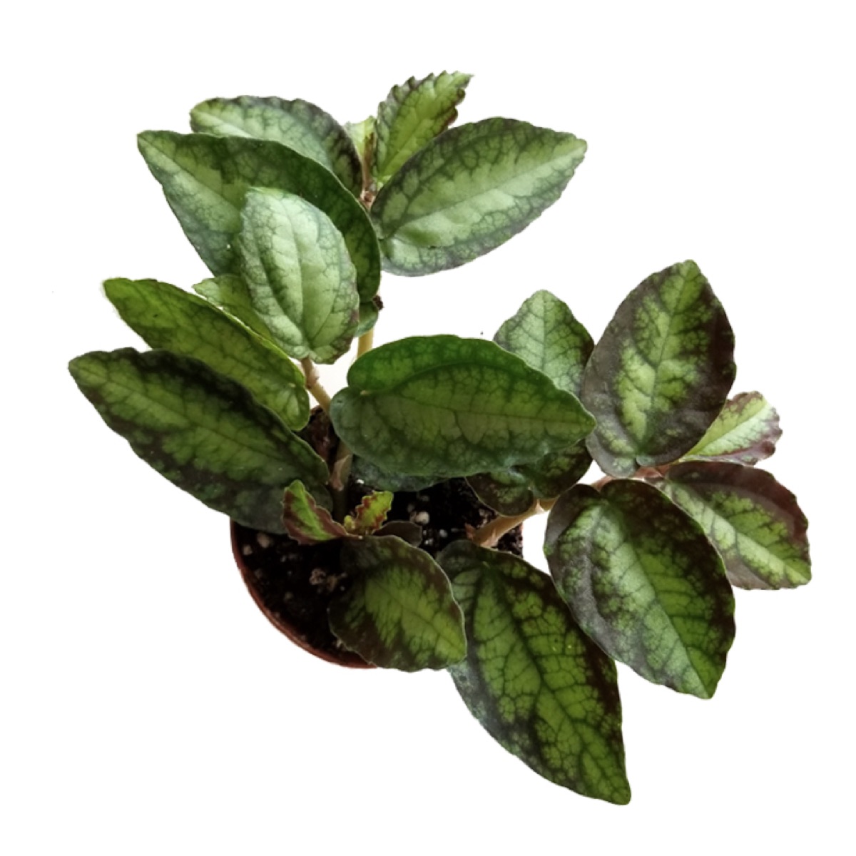 Polynesian Ivy