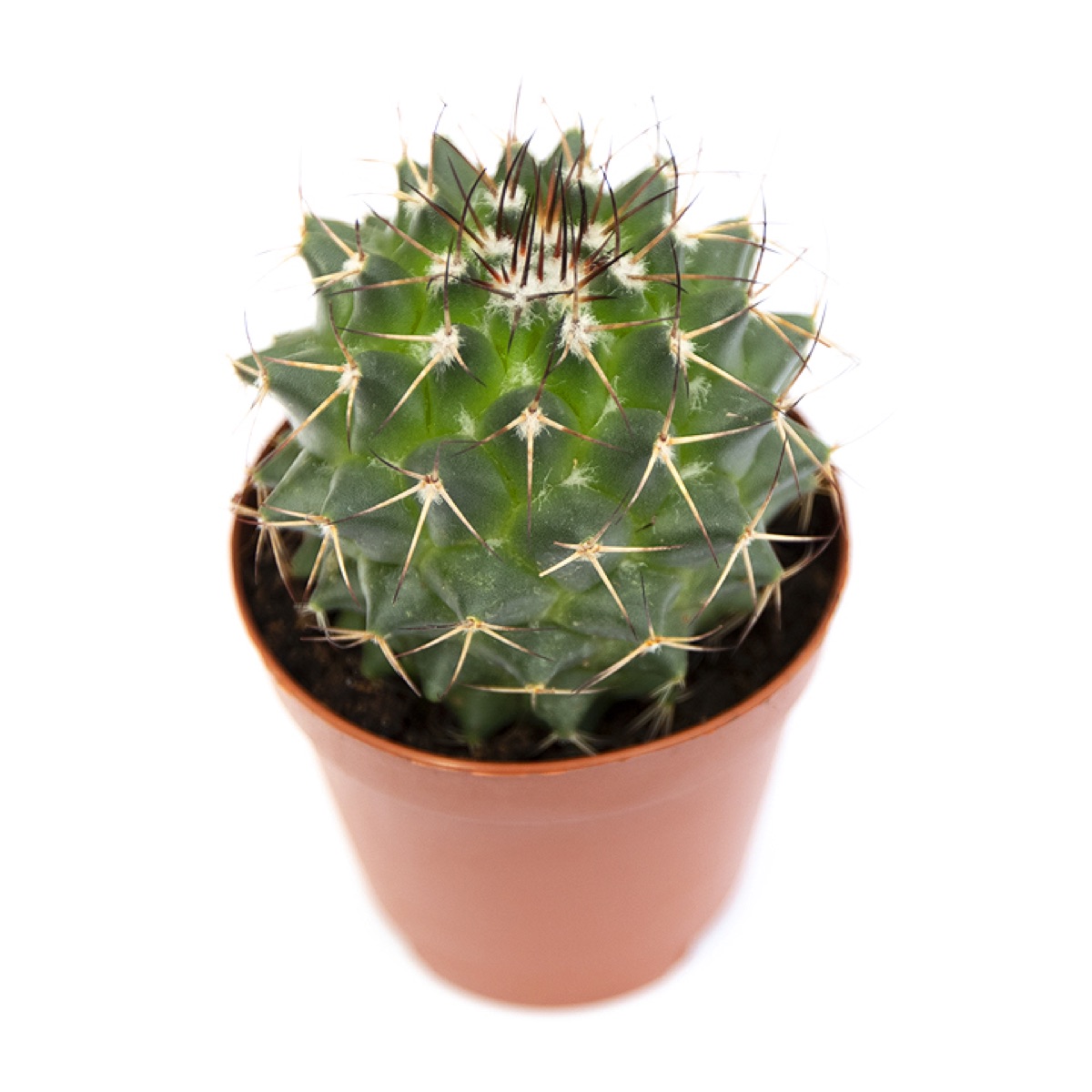 Polythele