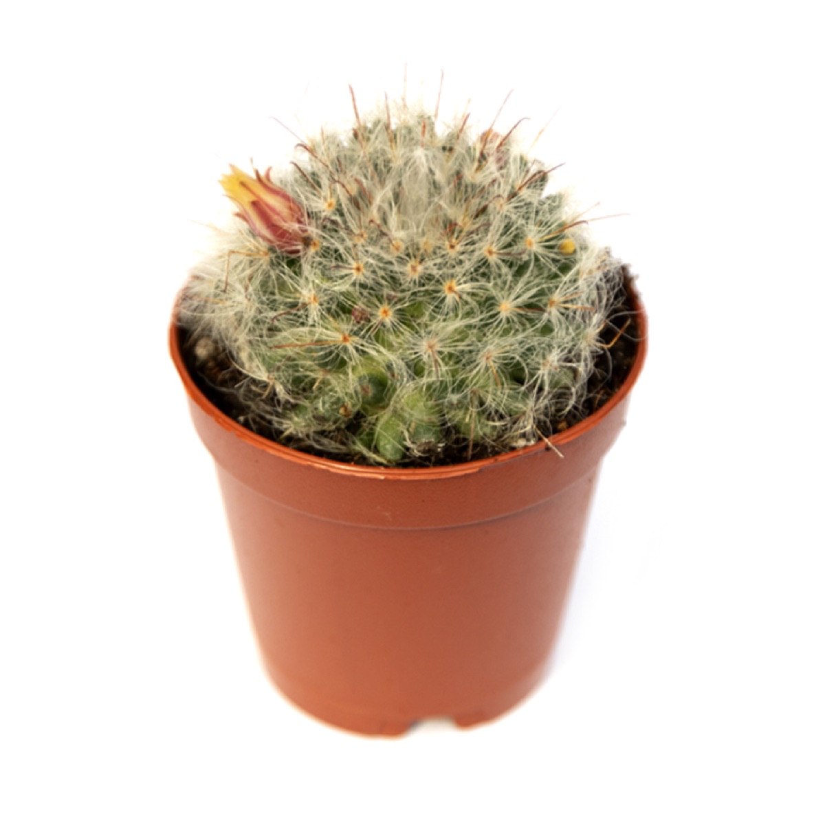 Powderpuff Cactus